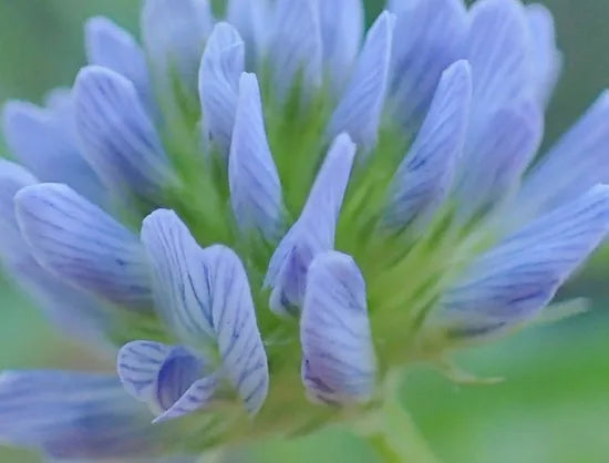 Medicinal And Edible Aromatic Plants Trigonella Caerulea – Heirloom, Non-GMO, High Germination Organic Garden Seeds