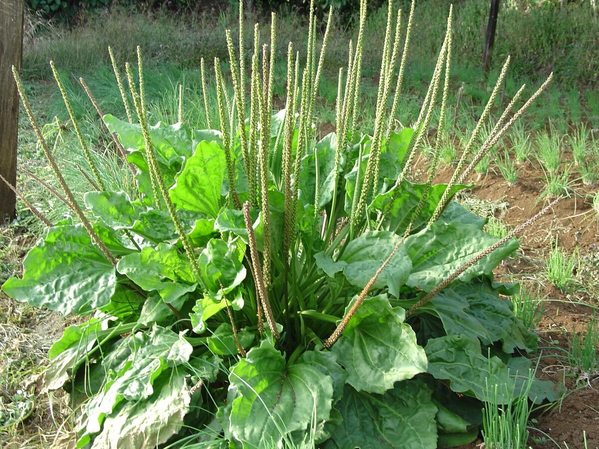 Medicinal herb_Plantain_leaf_natural_remedy_planting