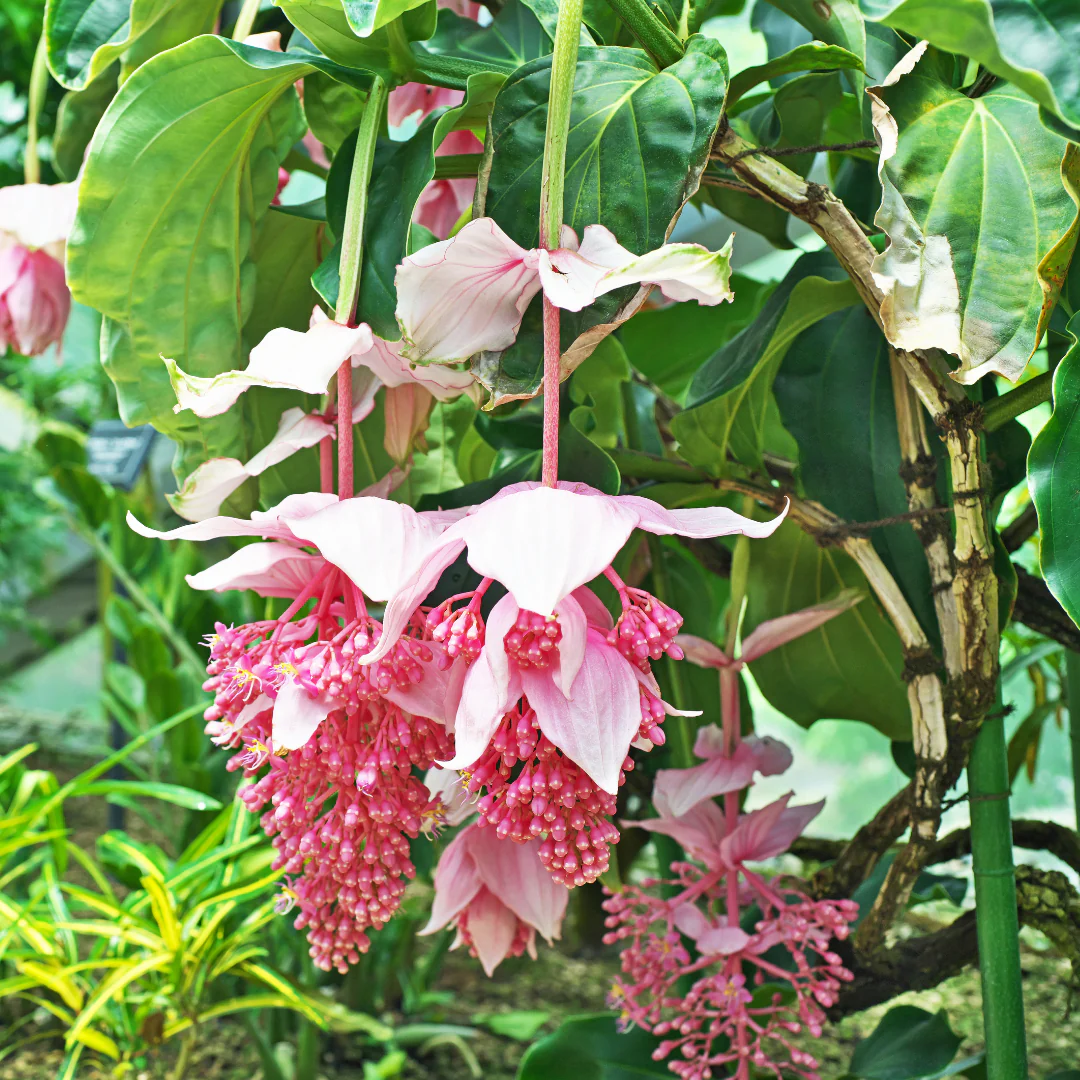 Medinilla Pink Flower Seeds for Planting - NON GMO Seeds