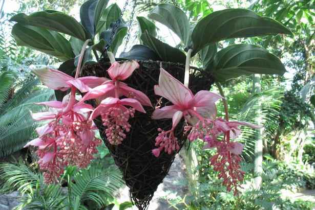 Chandelier Plant Seeds for Planting – Unique Succulent Garden Seeds