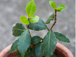 Bay Laurel growing in a large container in a garden setting