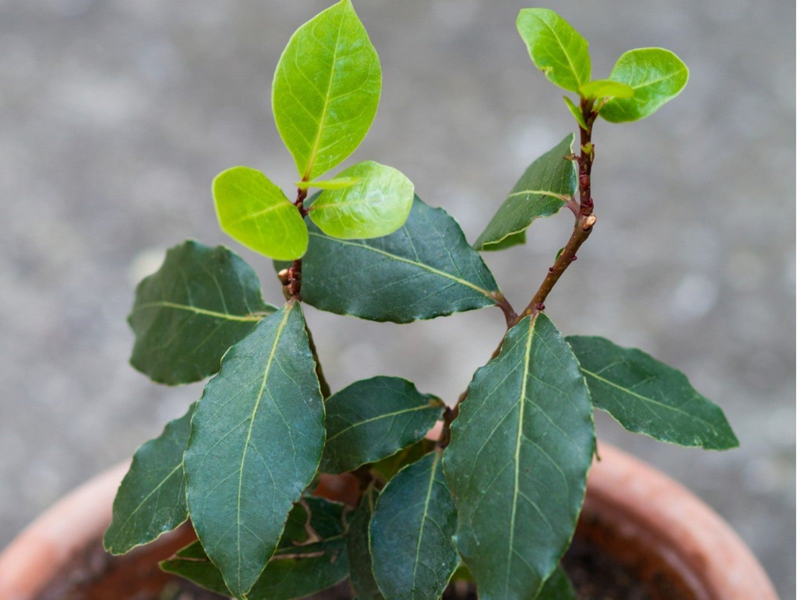 Bay Laurel growing in a large container in a garden setting