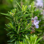 Rosemary growing in an indoor pot as a Mediterranean herb