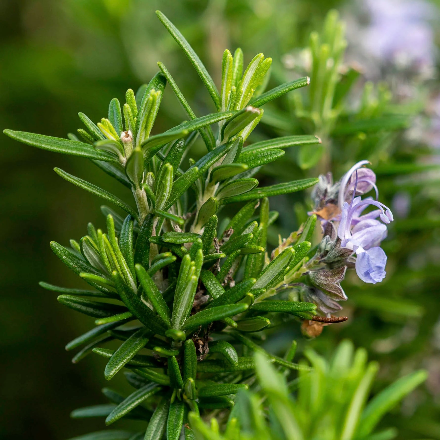 Rosemary growing in an indoor pot as a Mediterranean herb
