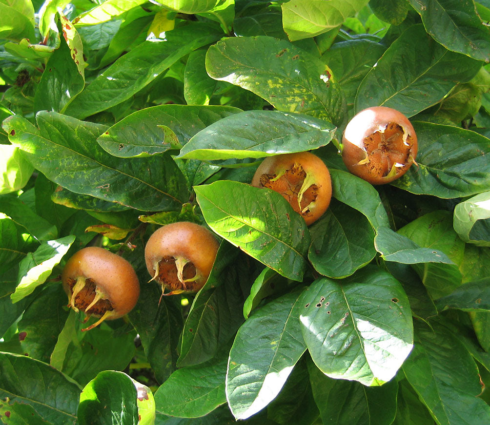 Medlar (Mespilus germanica) Seeds