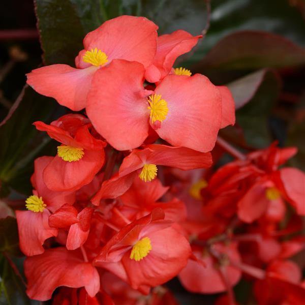 Red with Bronze Leaf Begonia Seeds