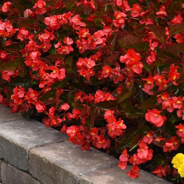 Red with Bronze Leaf Begonia Seeds