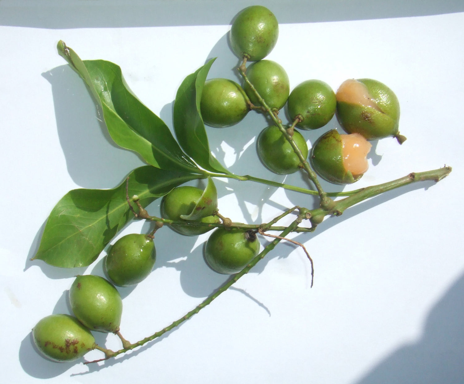 Genip (Melicoccus bijugatus)