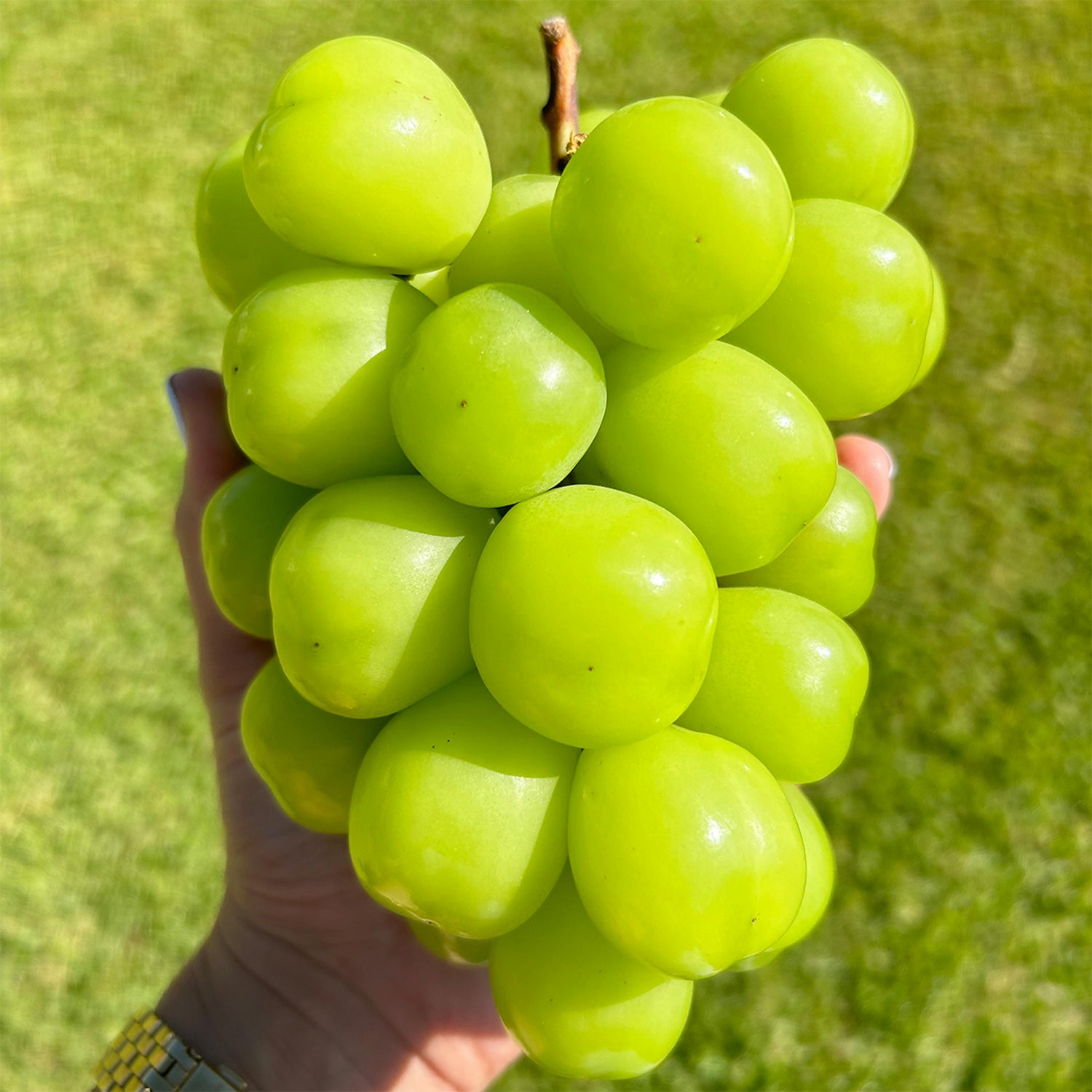 Shine Muscat Grape Seeds From Japan