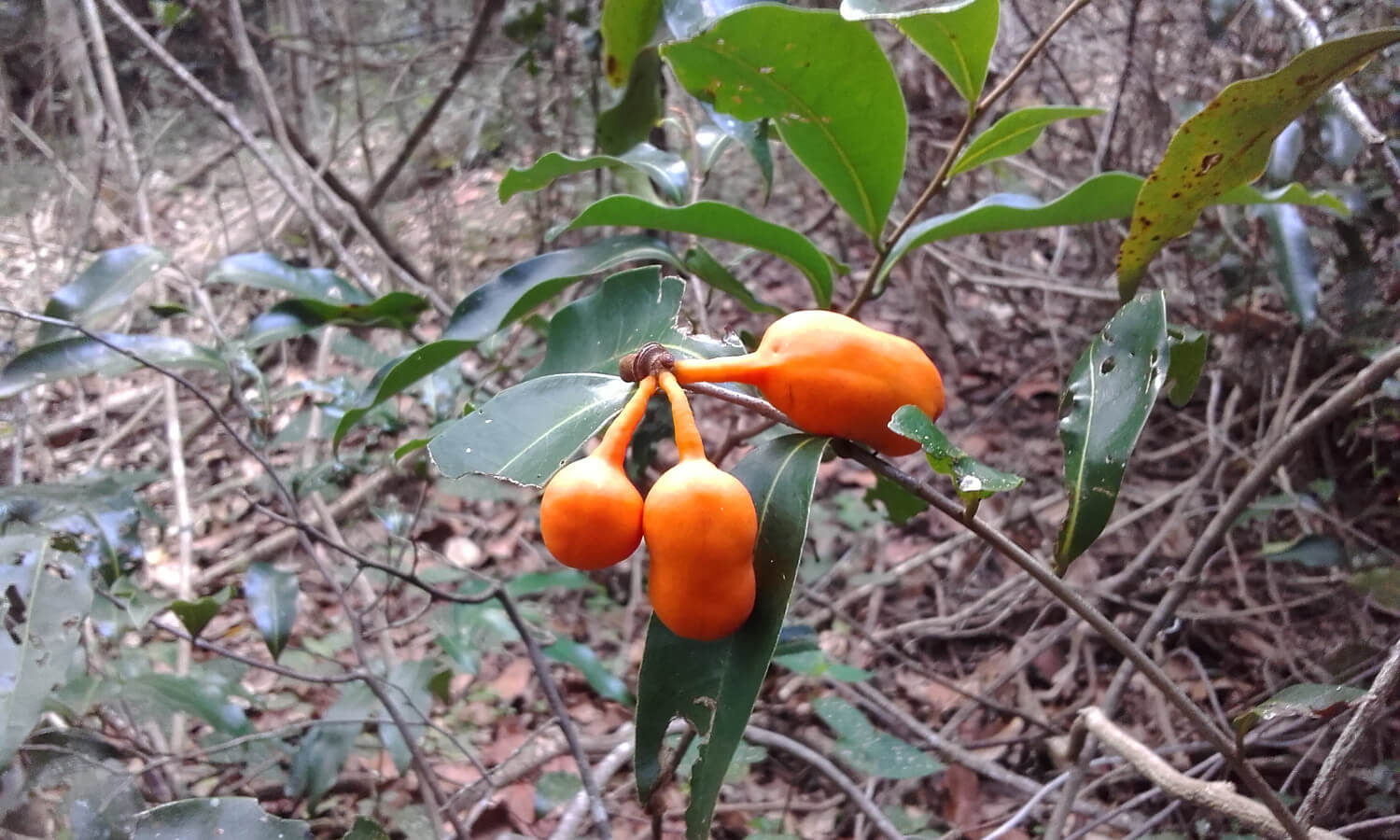 Ziga Zag Tree Vine Seeds (Cissus striata / Common Name: Zigzag Vine)