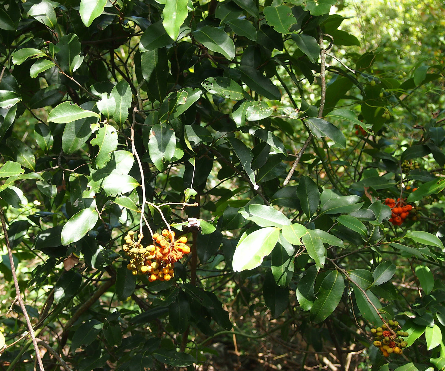 Ziga Zag Tree Vine Seeds (Cissus striata / Common Name: Zigzag Vine)