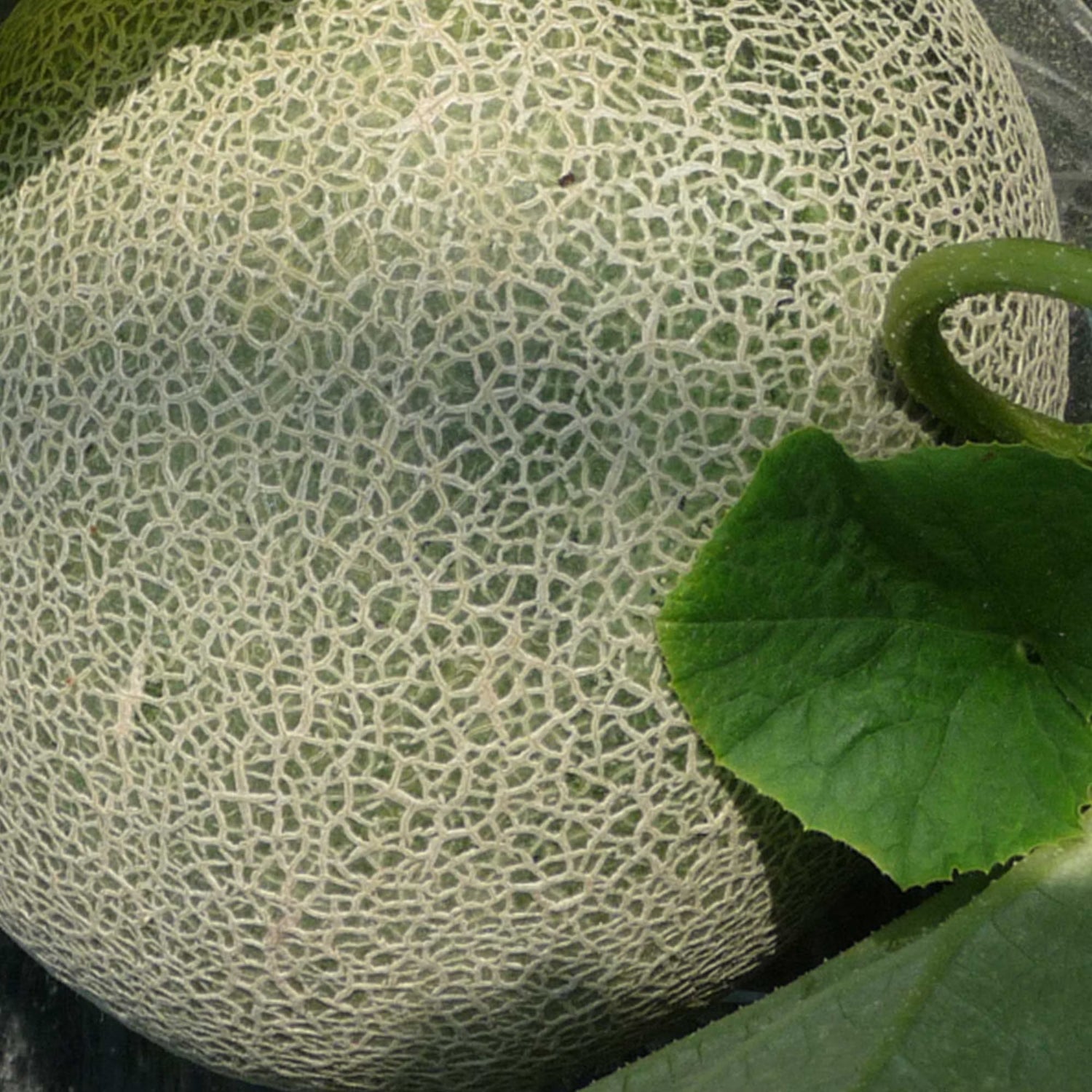 Melon Seeds Mix – Heirloom, Non-GMO, High Germination Organic Garden Seeds