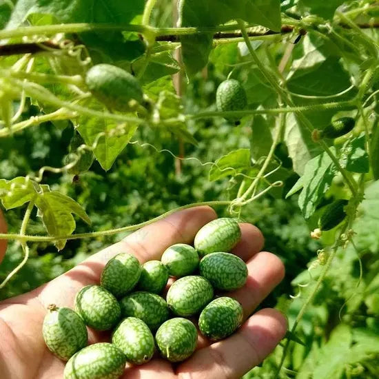 Melothria Scabra Annul Herb Flower For Sowing heirloom non-gmo organic garden seeds