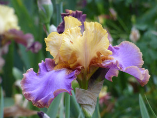 Men Are From Mars Tall Bearded Iris