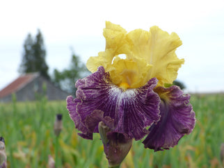 Mendacity Tall Bearded Iris