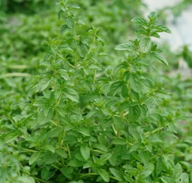 Mentha Pulegium Flower Of Anther Edible Dual Purpose Aromatic For Sowing heirloom non-gmo organic garden seeds