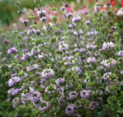 Mentha Pulegium Flower Of Anther Edible Dual Purpose Aromatic For Sowing – Heirloom, Non-GMO, High Germination Organic Garden Seeds