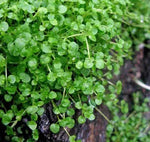 Mentha Requienii Flower Anther Edible Dual Purpose For Sowing heirloom non-gmo organic garden seeds