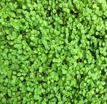 Mentha Requienii Flower Anther Edible Dual Purpose For Sowing – Heirloom, Non-GMO, High Germination Organic Garden Seeds