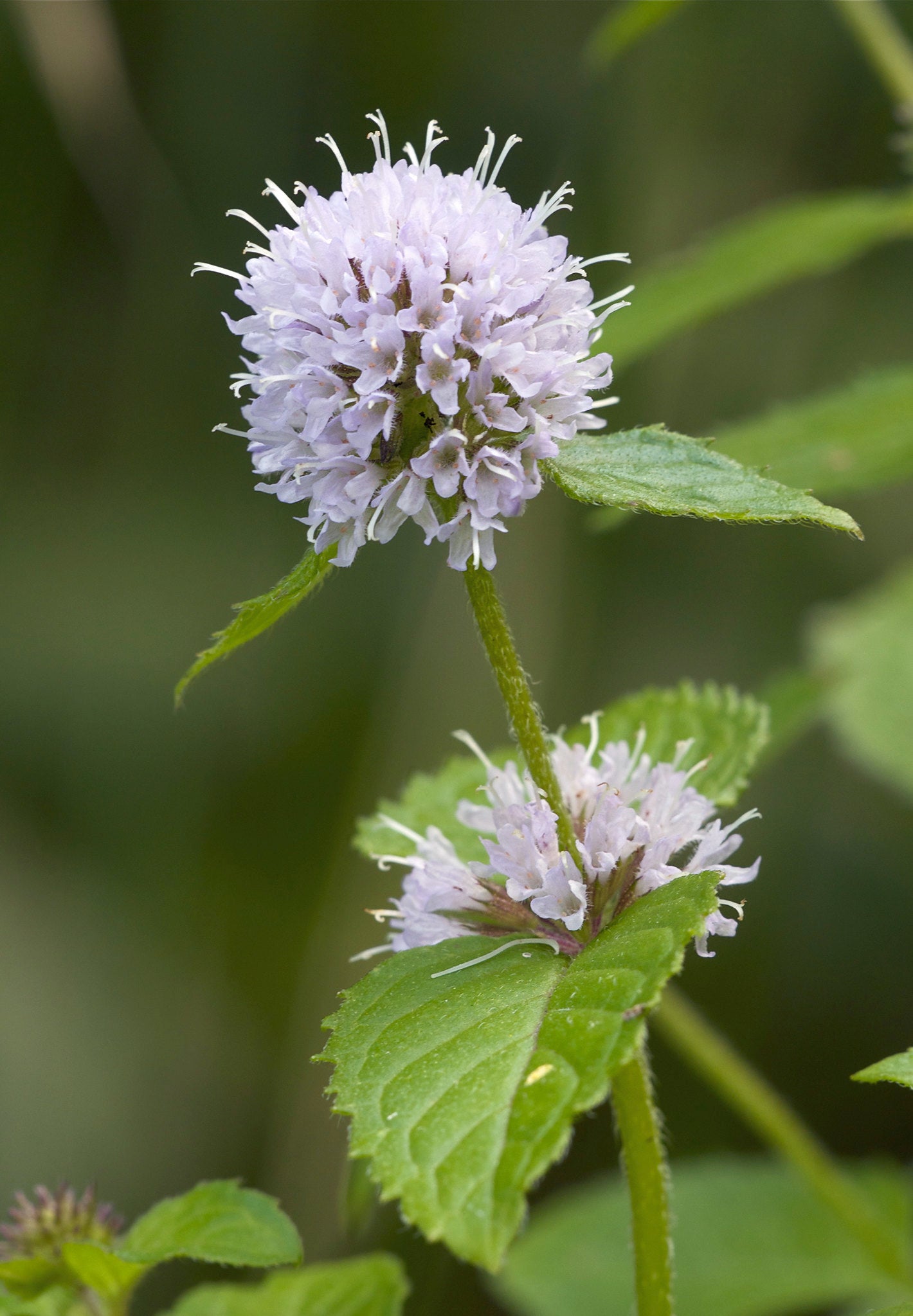 Pink United Mint Seeds for Planting - heirloom & Non-GMO Seeds