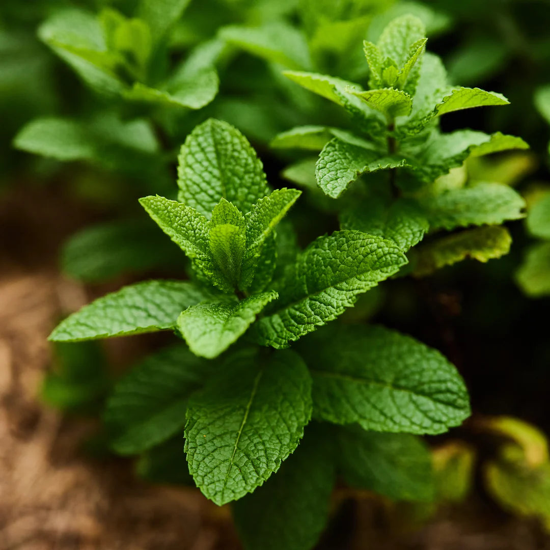 High-quality Mentha Spicata Spearmint vanilla herb seeds for planting