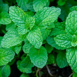 Guide on sowing tiny Mint seeds on the surface for proper germination