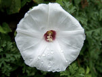 Morning Glory Merremia Dissecta heirloom non-gmo garden seeds