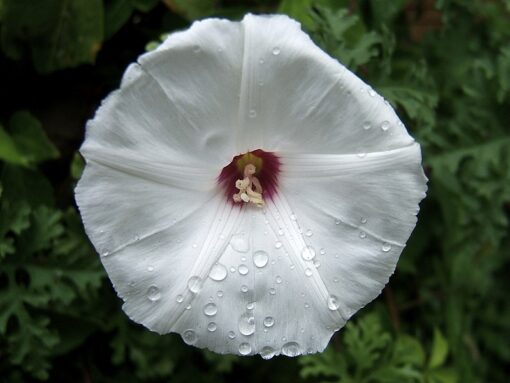 Morning Glory Merremia Dissecta heirloom non-gmo garden seeds
