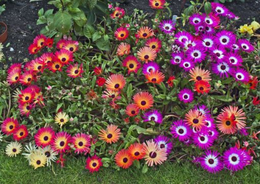 Mesembryanthemum Ice Plant Open Pollinated heirloom non-gmo organic garden seeds