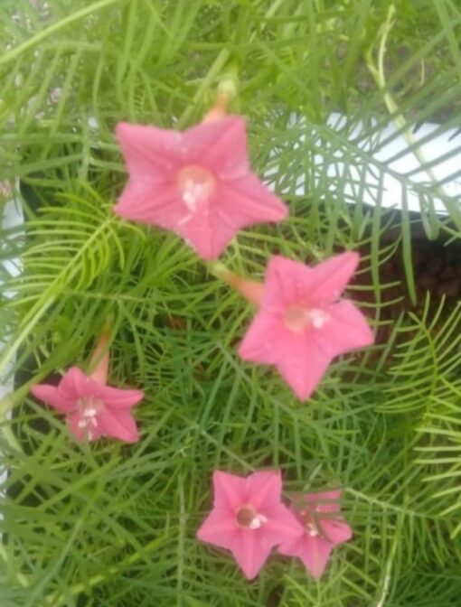 Cypress Vine Peach Open Pollinated heirloom non-gmo garden seeds