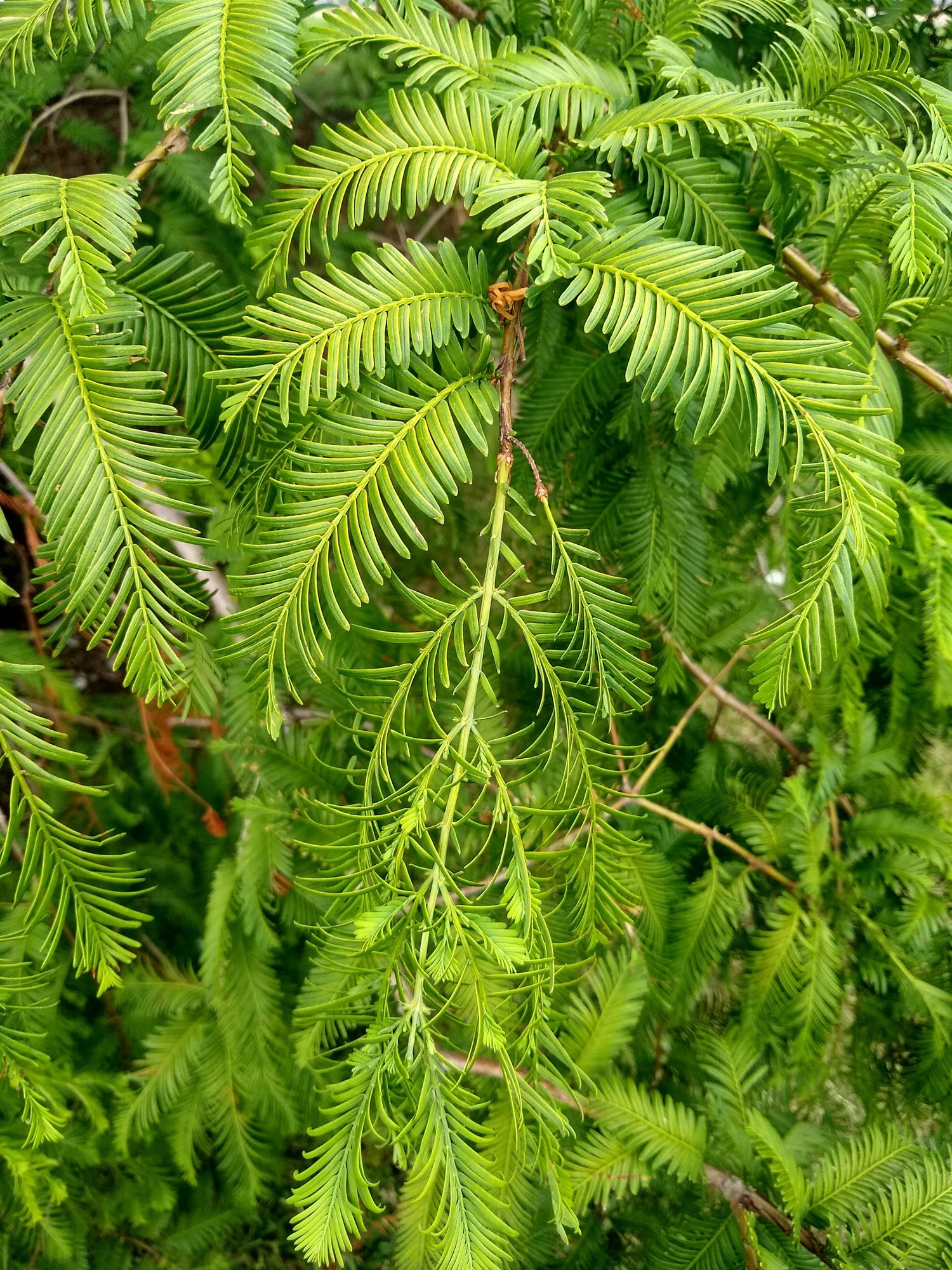 Metasequoia glyptostroboides