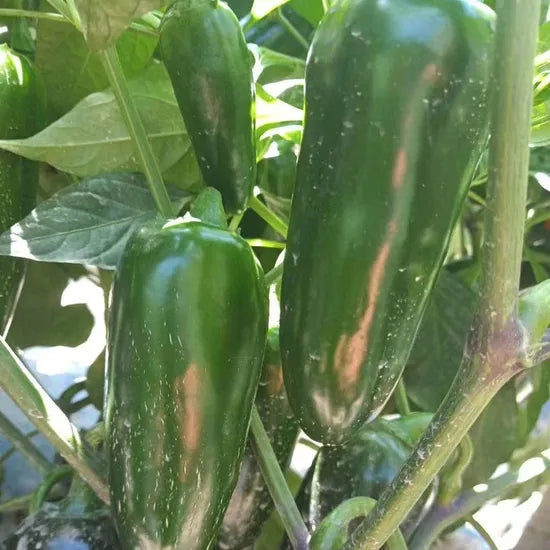 Mexican Type Vigorous Growth Pepper For Sowing heirloom non-gmo organic garden seeds