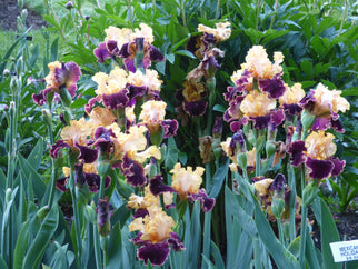 Mexican Holiday Tall Bearded Iris