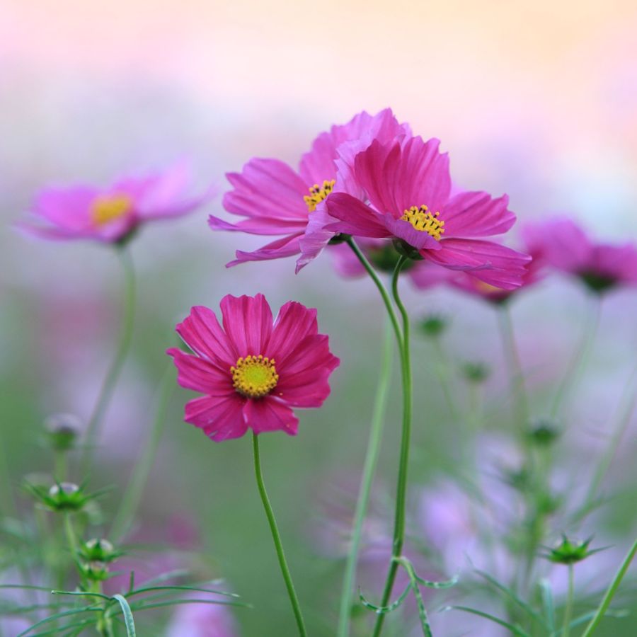 Cosmos Cosmos Bipinnatus Five Colors Flower Seeds for Planting – Colorful Blooms for Wildflower Gardens and Seasonal Beds