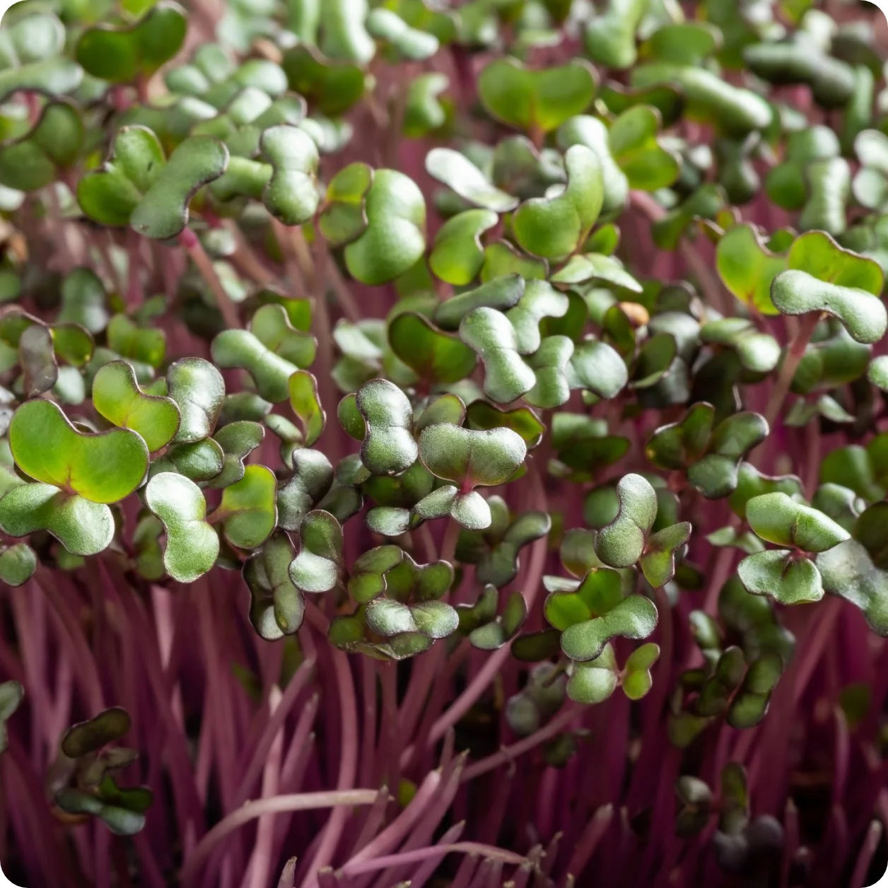 Pac Choi - Red Pac - F1 - Microgreen Seed