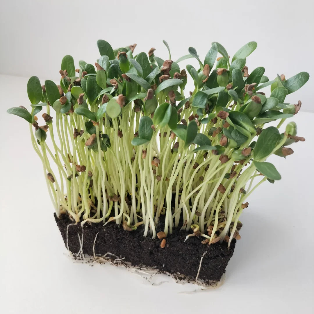 Sprouts - Microgreens - Fenugree