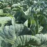 Mid Maturity Oblate Shape And Compact, Dark Green, Waxy Leaves, Hybrid Cabbage heirloom non-gmo organic garden seeds