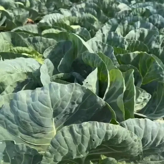 Mid Maturity Oblate Shape And Compact, Dark Green, Waxy Leaves, Hybrid Cabbage heirloom non-gmo organic garden seeds
