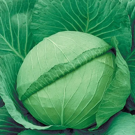 Mid Maturity Oblate Shape And Compact, Dark Green, Waxy Leaves, Hybrid Cabbage – Heirloom, Non-GMO, High Germination Organic Garden Seeds