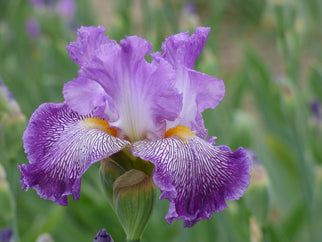 Migration Run Tall Bearded Iris