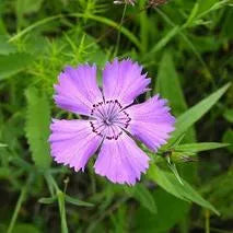 Mild Salinity Resistant Dianthus Perennial Varieties Of Perennial Root Flower heirloom non-gmo organic garden seeds