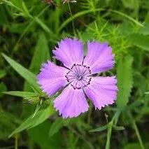 Mild Salinity Resistant Dianthus Perennial Varieties Of Perennial Root Flower – Heirloom, Non-GMO, High Germination Organic Garden Seeds