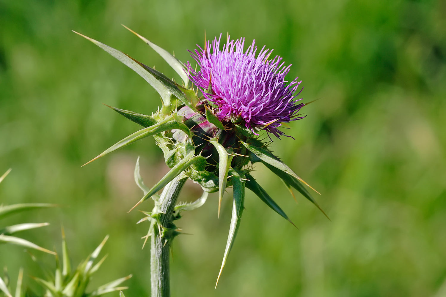 Holy Thistle Milk