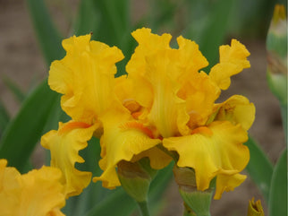 Mille Soleils Tall Bearded Iris