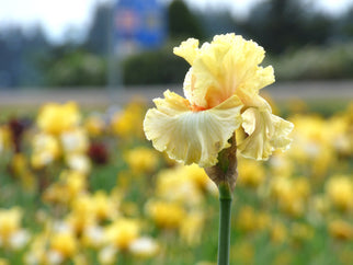 Mimosa Tall Bearded Iris