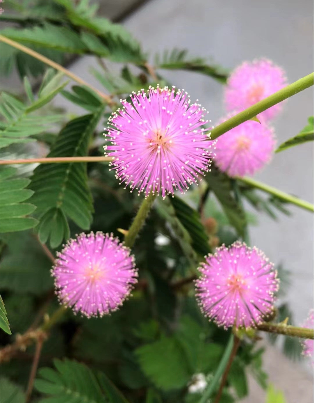 Mimosa Pudica plant styled for a Bonsai project. Great for small indoor planters and desks.