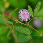 Sensitive Plant Seeds packet. Buy Mimosa Pudica seeds online. Touch-Me-Not seeds for fun.