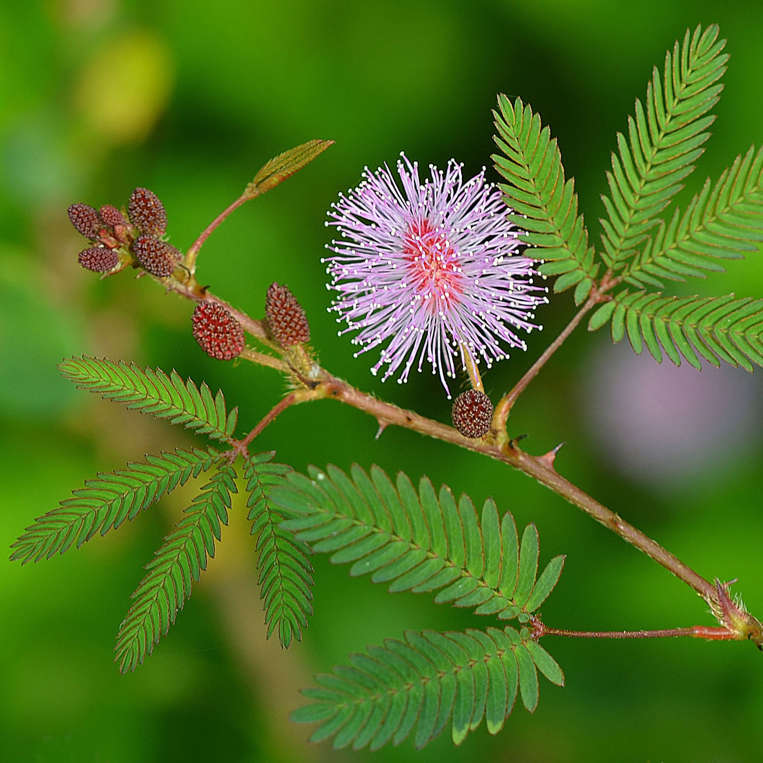 Sensitive Plant Seeds packet. Buy Mimosa Pudica seeds online. Touch-Me-Not seeds for fun.