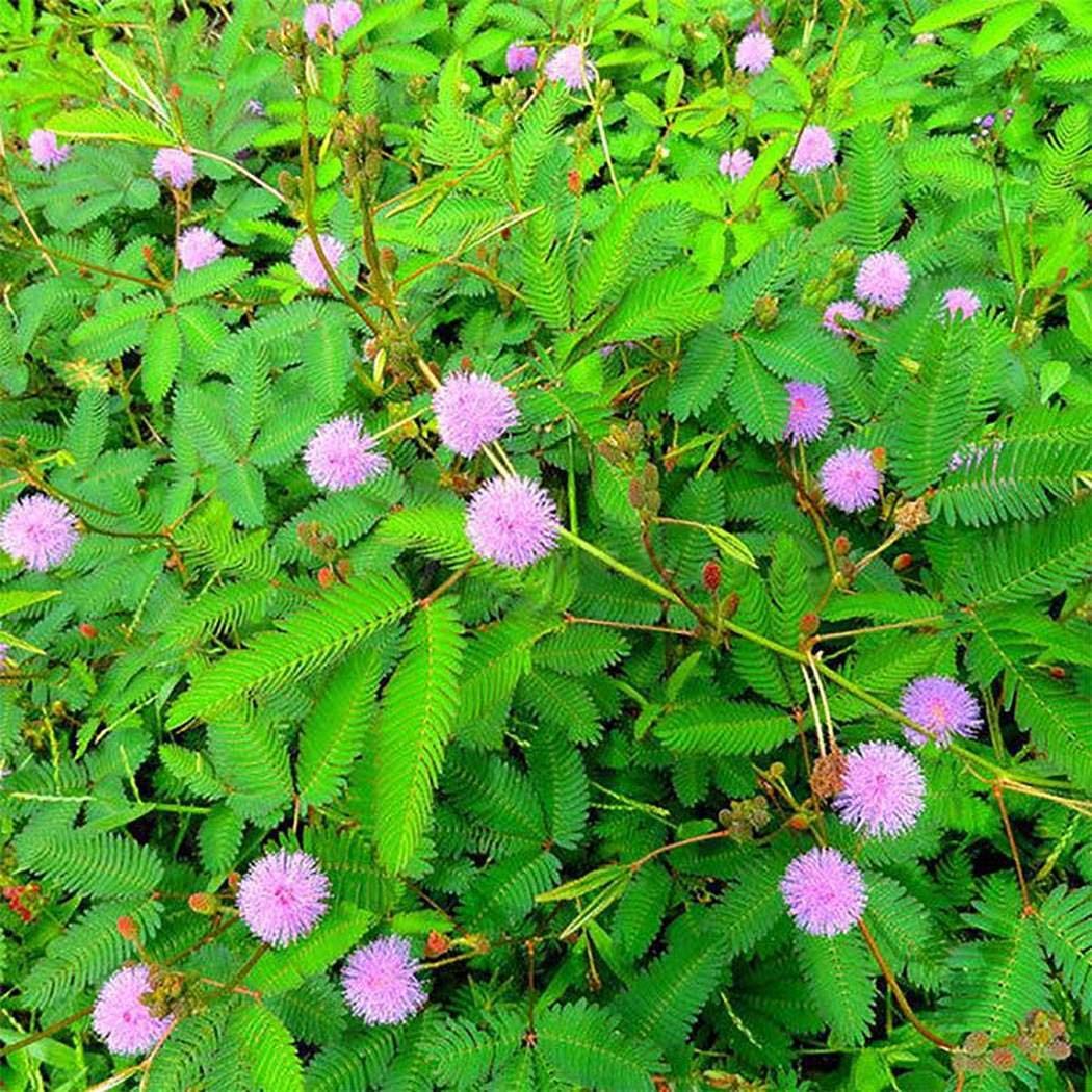 Close-up of Mimosa seeds requiring scarification. Seed starting guide for active plants.