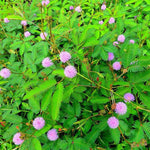 Close-up of Mimosa seeds requiring scarification. Seed starting guide for active plants.